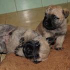 3 weeks old boys.jpg